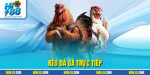 Kèo Đá Gà Trực Tiếp HI88 - Chi Tiết Giúp Thắng Lớn Mỗi Ngày