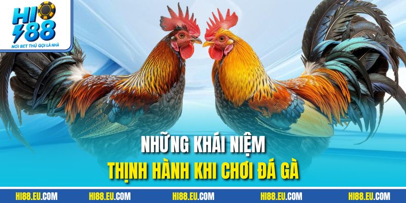 Những khái niệm thịnh hành khi chơi đá gà