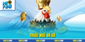 Thuật Ngữ Đá Gà HI88 - Kiến Thức Vàng Thắng Cược Dễ Dàng